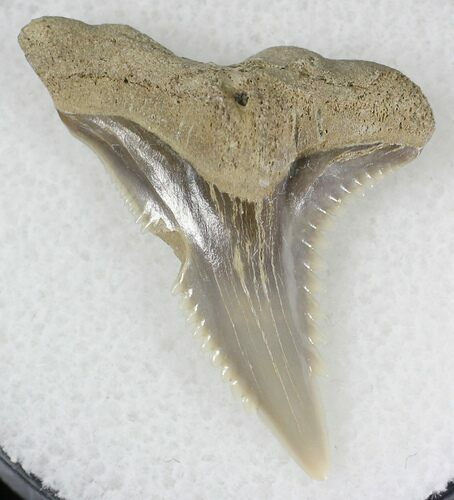 Hemipristis Shark Tooth Fossil - Virginia #20954